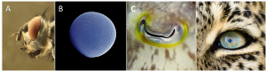 Encyclopédie environnement - lumière - exemples yeux composés