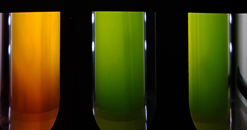 culture microalgues photobioreacteurs - encyclopedie environnement