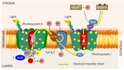 photosynthesis