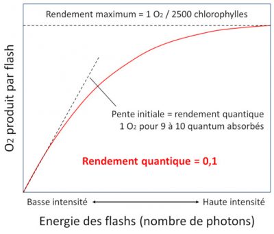 photosynthese schema - rendement quantique photosynthese