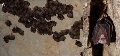 chauve souris hibernation - grand rhinolophe hibernation
